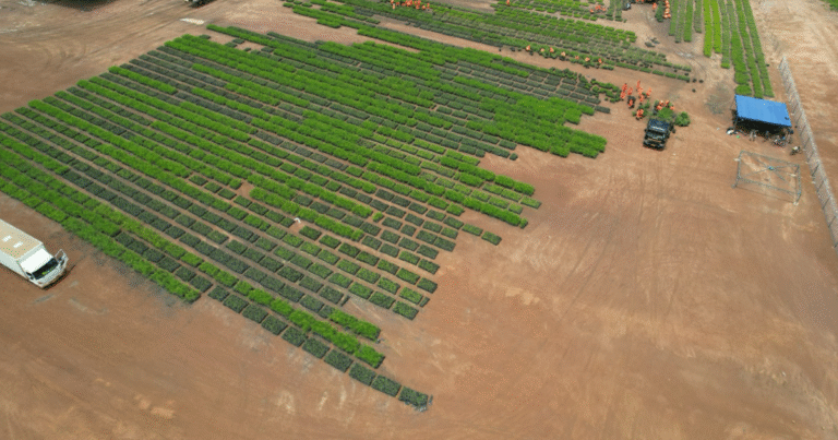 アフリカで1,500億円規模のCO2除去事業が始動　パリ協定「第6条」準拠の高品質カーボンクレジット創出