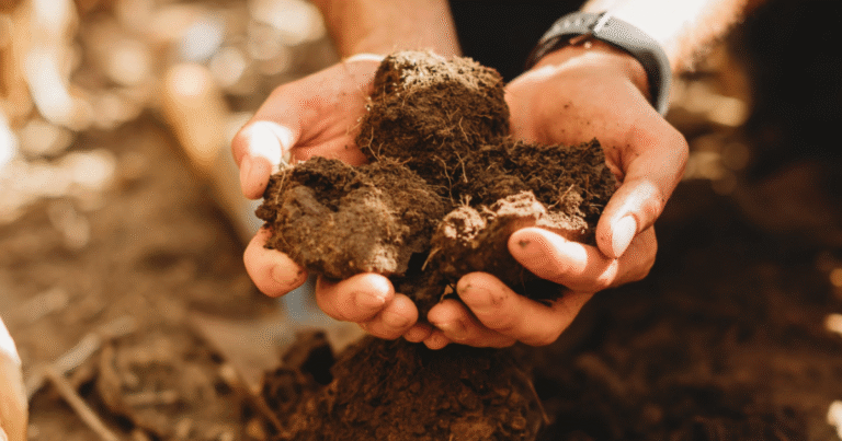 マイクロソフトが過去最大級の土壌炭素由来カーボンクレジット285万トンを購入　米スタートアップIndigoと1...