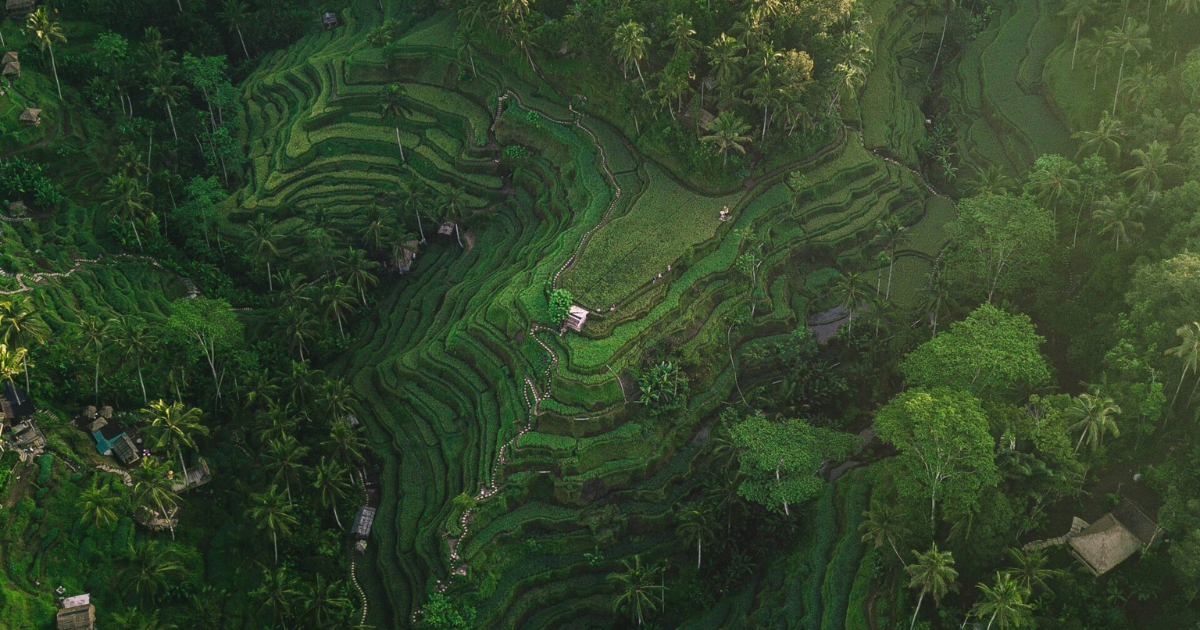 「インドネシアが「炭素市場拡大連合」へ正式加盟　高品質な森林クレジットの国際標準化を推進」のアイキャッチ画像