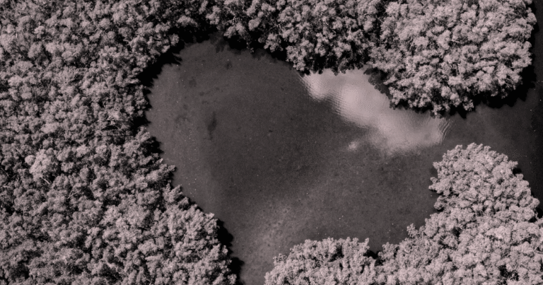 Isometricがマングローブ再生のCO2除去基準を認定　高信頼なブルーカーボン創出へ