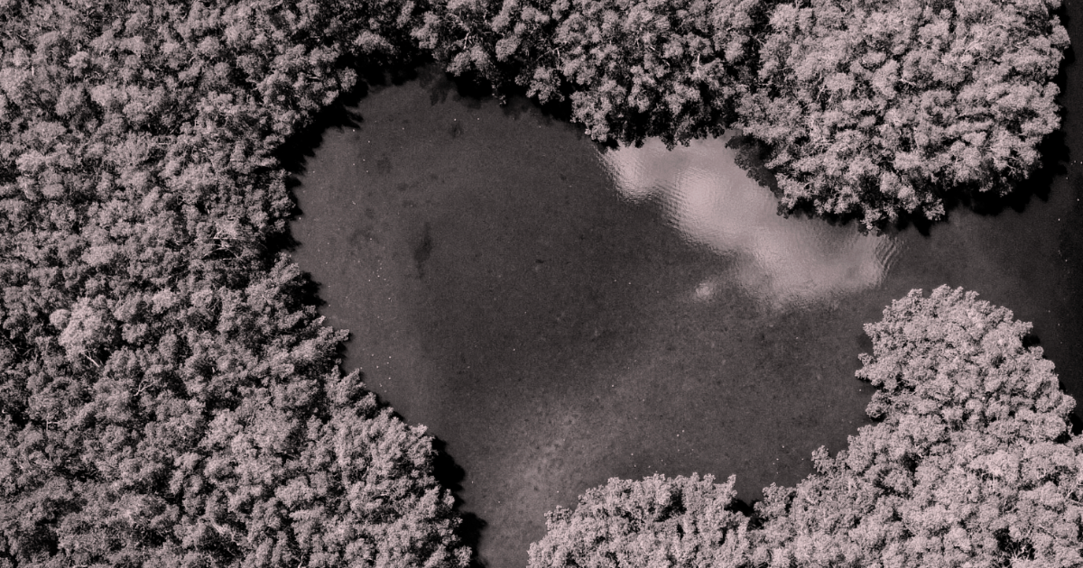 「Isometricがマングローブ再生のCO2除去基準を認定　高信頼なブルーカーボン創出へ」のアイキャッチ画像