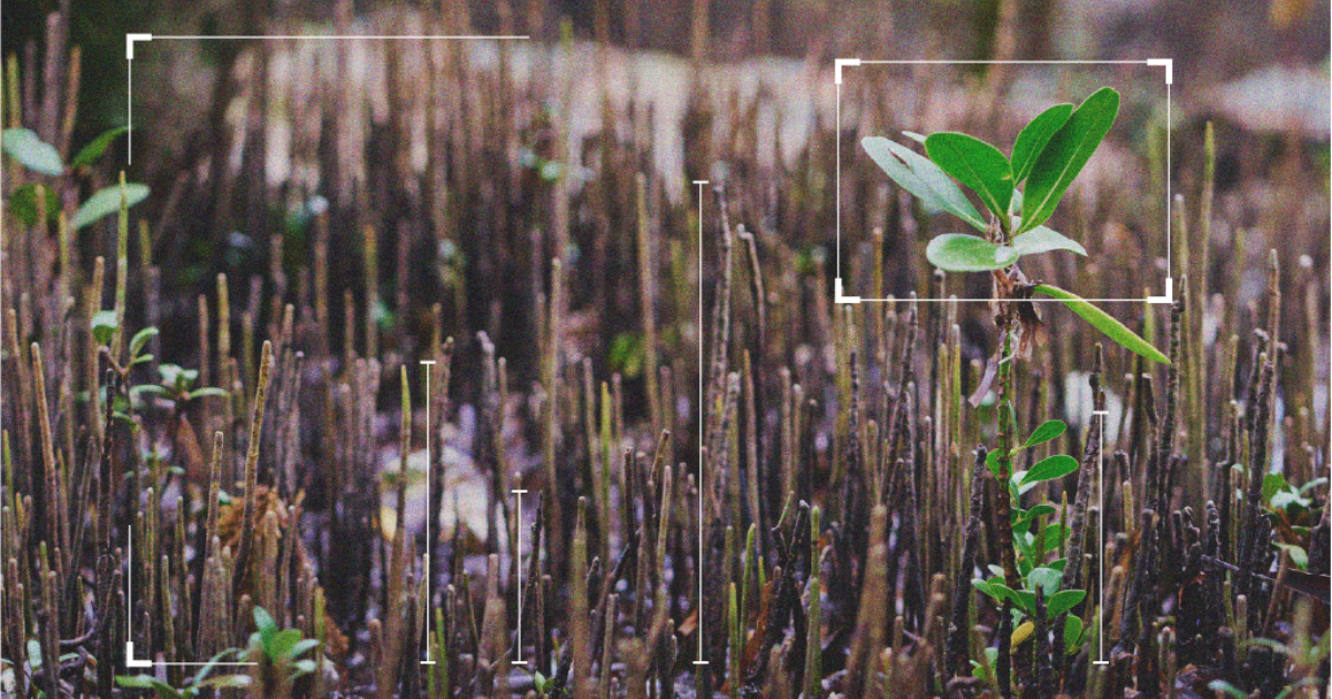 「米テック4社連合Symbiosisが戦略拡大　マングローブ由来のカーボンクレジット「2026年に公募開始」」のアイキャッチ画像