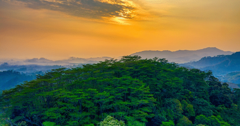 独Senken、Ocellと提携し欧州森林カーボンクレジットを拡充　「IFM」手法で高品質なCDRを提供