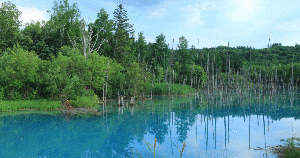 北海道庁がJ-クレジット創出を大幅拡大　道有林11地区で「空からの測量」導入し連携企業を公募