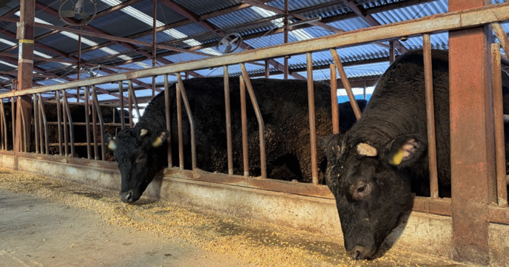 世界初の黒毛和牛メタン削減実証 J-クレジット創出へ　5.5トン削減