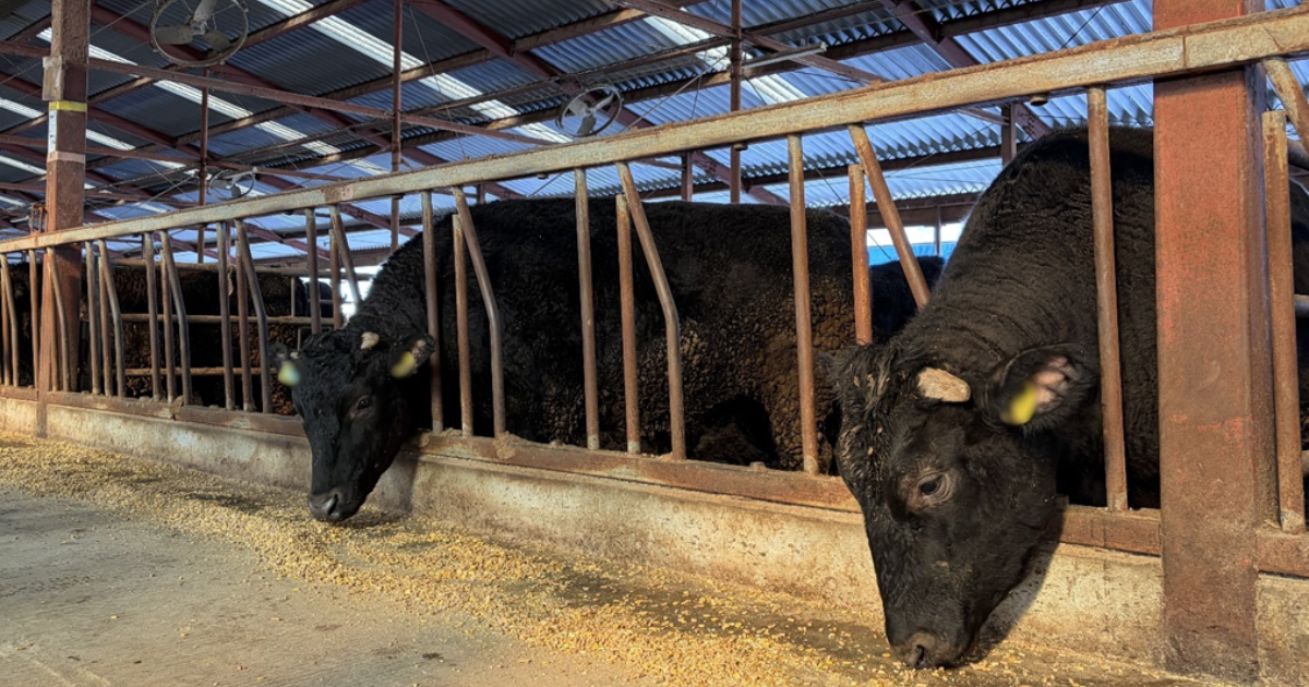 「世界初の黒毛和牛メタン削減実証 J-クレジット創出へ　5.5トン削減」のアイキャッチ画像