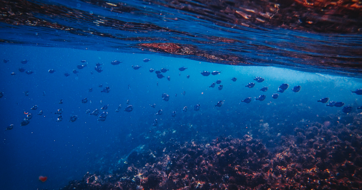 「米議会、初の海洋炭素除去研究法案を提出　「ReSCUE法」で高品質なカーボンクレジット創出を後押し」のアイキャッチ画像