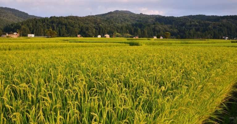 「生物多様性」可視化でJCM獲得に優位性　大阪ガスがフィリピン・ベトナムで水田メタン削減の実証に着手