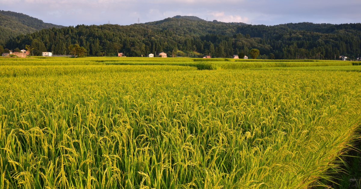 「「生物多様性」可視化でJCM獲得に優位性　大阪ガスがフィリピン・ベトナムで水田メタン削減の実証に着手」のアイキャッチ画像
