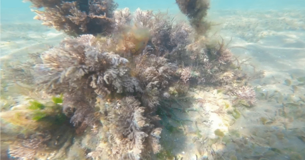 RYODEN、長崎県大村市でJブルークレジット取得を主導　藻場再生によるCO2除去を可視化