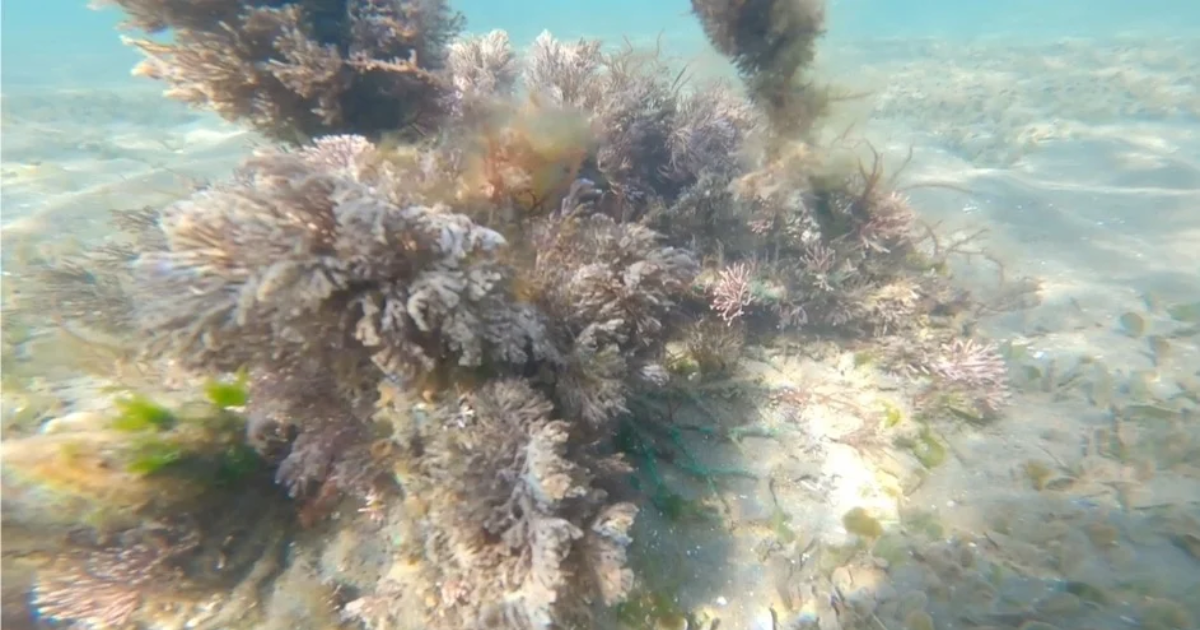 「RYODEN、長崎県大村市でJブルークレジット取得を主導　藻場再生によるCO2除去を可視化」のアイキャッチ画像