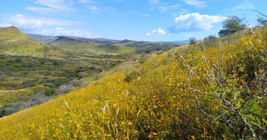 世界最大の土壌炭素除去クレジット303万トンを発行　ブーミトラのメキシコ草原再生プロジェクト