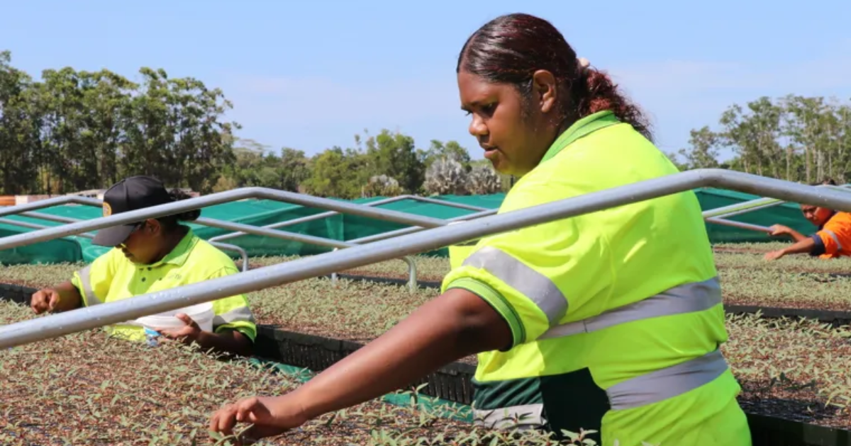 「オーストラリア政府系銀行らが植林プロジェクトに81億円規模を投資　先住民主導の国内最大級CDR事業が始動」のアイキャッチ画像