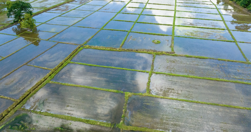 高品質基準「CCP」の承認対象が拡大　Isometricの再植林やGSの稲作メタンなど3手法を採択