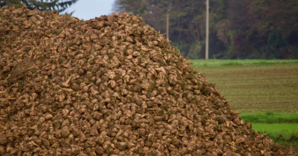 パラグアイで年間2.5万トンのCO2除去を計画　FLSとDecarboEngineeringが「バイオ炭事業」で戦略提携