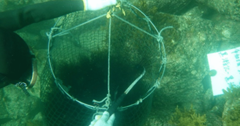 長崎・牧島の藻場再生プロジェクトがJブルークレジット認証を取得　産官学7者連携で10.5トン相当のブルーカ...