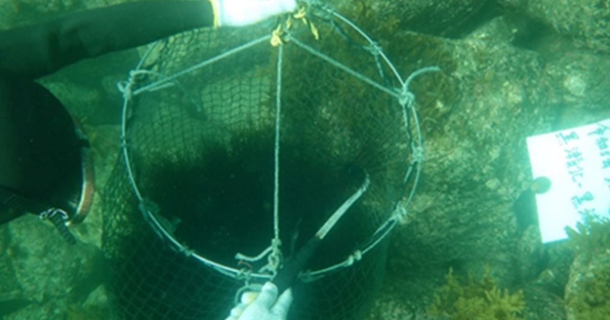 長崎・牧島の藻場再生プロジェクトがJブルークレジット認証を取得　産官学7者連携で10.5トン相当のブルーカーボンクレジットを創出