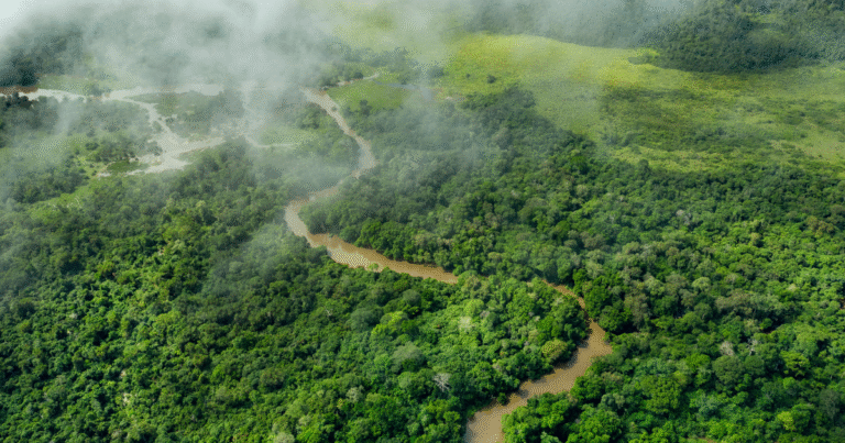 コンゴ盆地6カ国、森林カーボンクレジット市場参入に向けた戦略ロードマップを公表