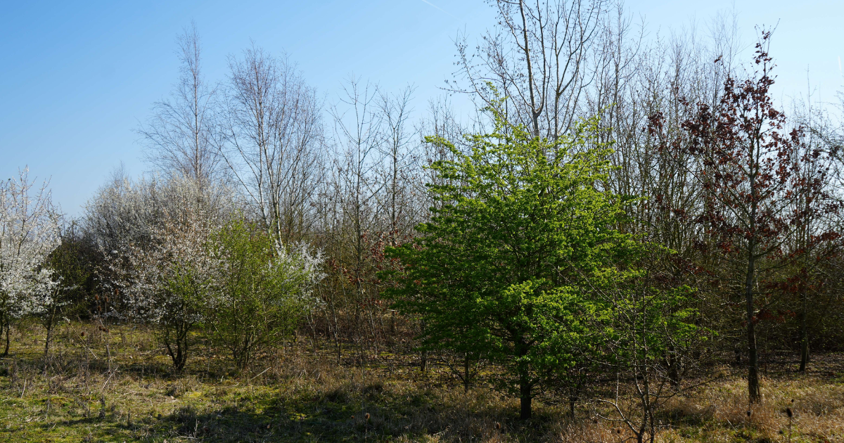 英国の政府運営カーボンクレジット基準　Woodland Carbon CodeがICVCM正式審査に突入