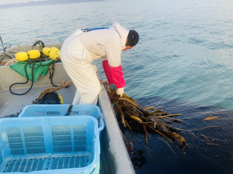 ヴェントゥーノと糸島漁協、2026年度Jブルークレジット取得へ向けワカメ養殖場で湿重量測定を実施