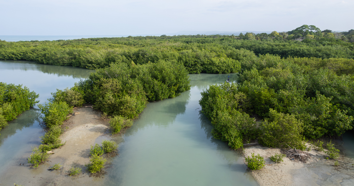 Mangrove System、Grain Ecosystem買収でバイオ炭CDR市場のdMRV基盤を統合
