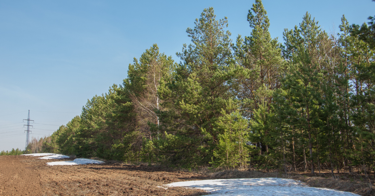 Mast Reforestationのモンタナ州バイオマス埋設プロジェクト、発行から6週間で完売　Bain & CompanyとBMOが新規購入、BiCRSの市場熟成を象徴