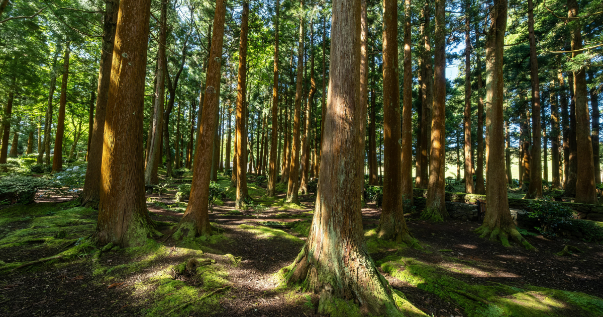 Climate Impact Partners、米最大の植林プロジェクトから100万トンの除去系カーボンクレジットを取得