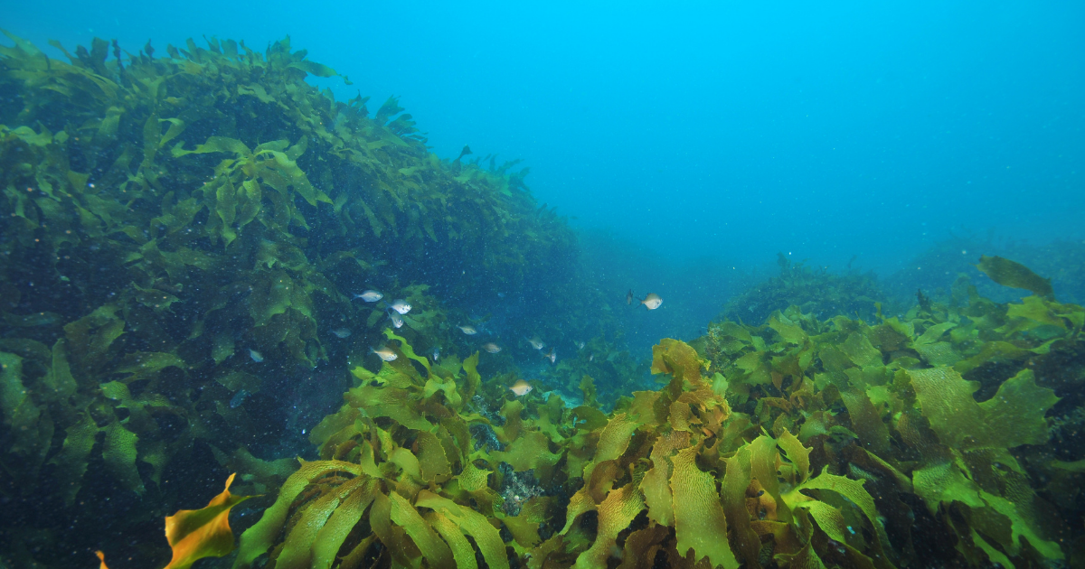 鉄制約で海藻CDRの除去ポテンシャルが3分の1に縮小、海域の約20%では逆効果