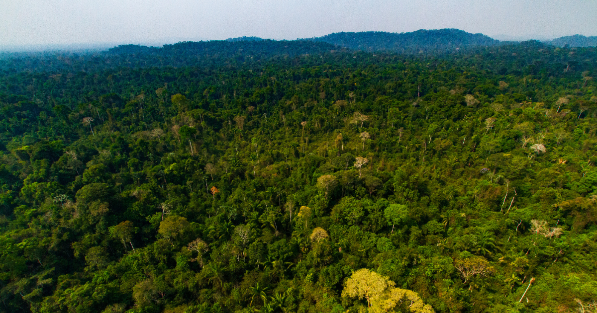New Forestsが初のグローバル自然資本戦略「GLO」を立ち上げ